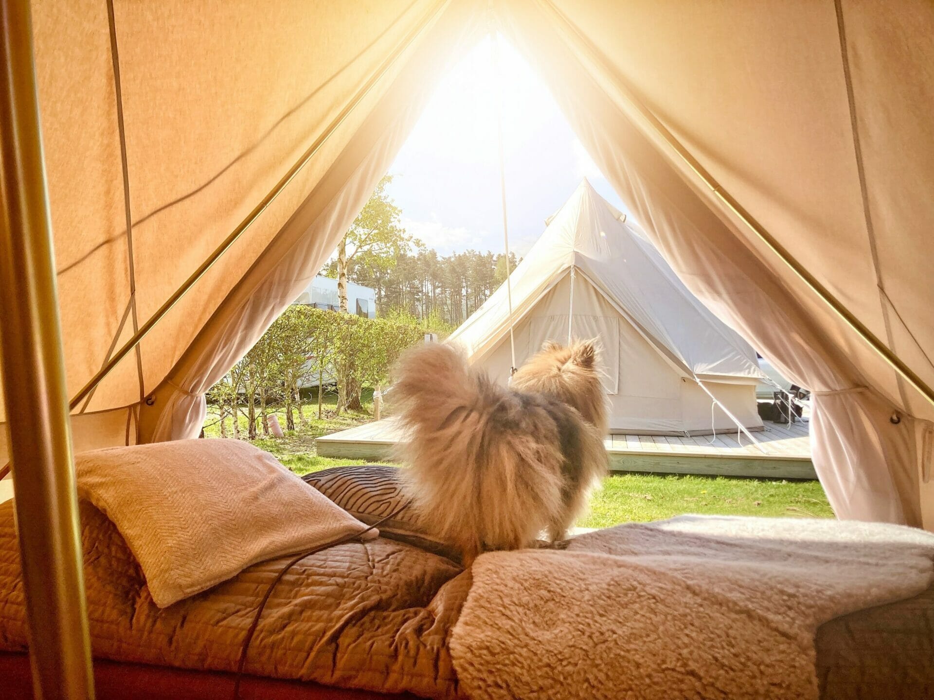 Glamping med hund på Båstad Camping